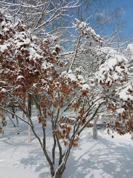 沈阳大雪之树干