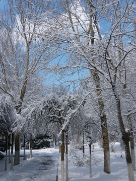 沈阳大雪之树林