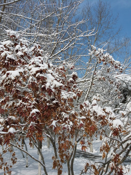 沈阳大雪之树叶