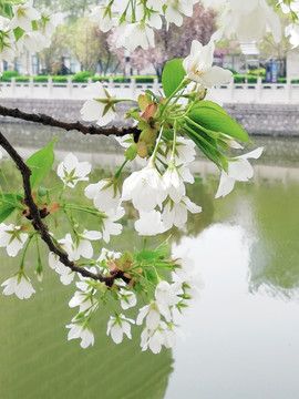 绿水白花