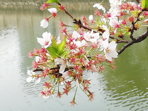 碧水红花