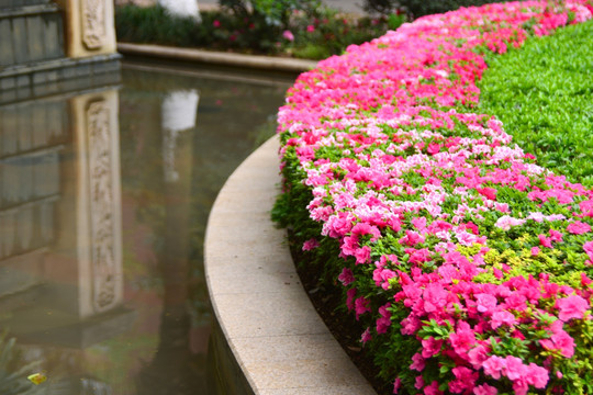 中庭水景园林 池塘园艺 花台