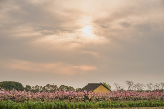 桃花林