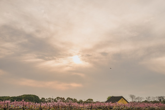 桃林遠景