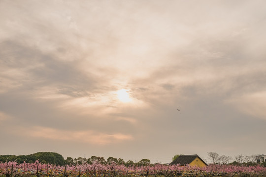 桃林远景