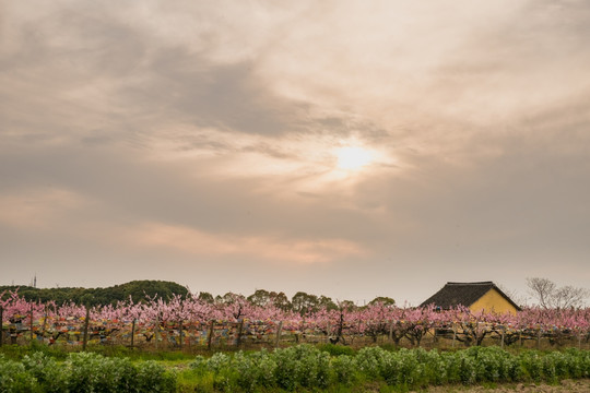 桃花林