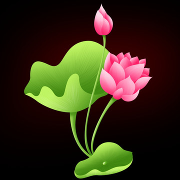 荷花