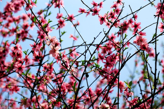 桃花树