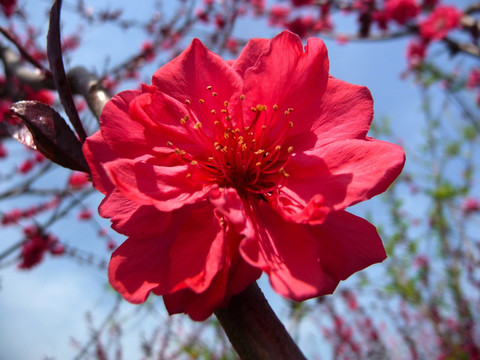 红桃花特写