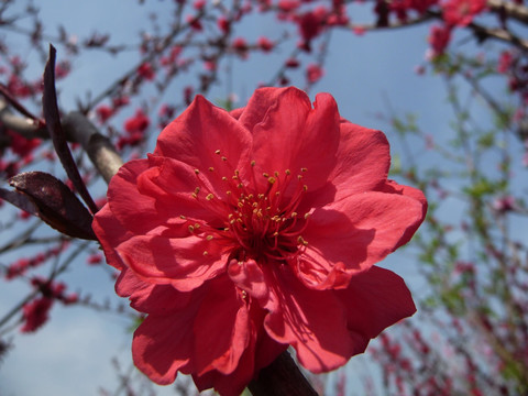 桃花特写