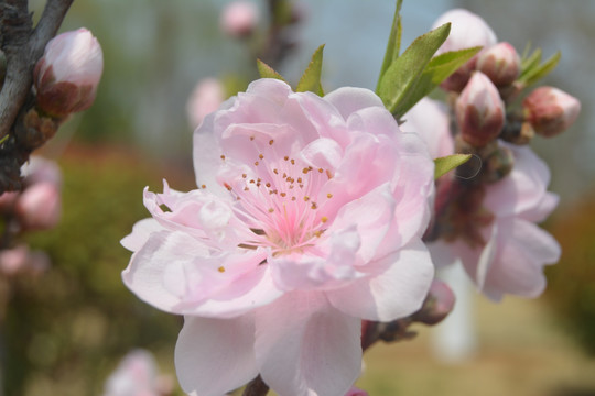 花朵 花卉 微距摄影 春天 红