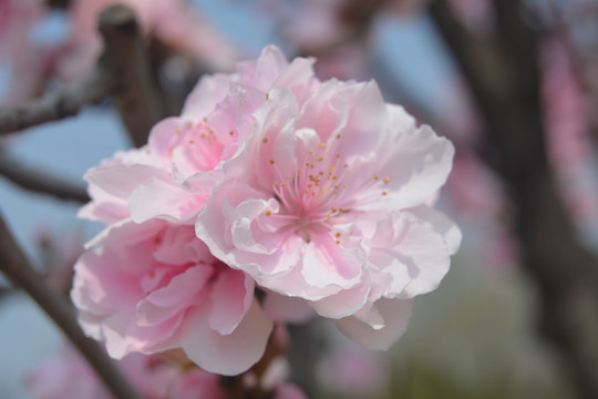 花朵 花卉 微距摄影 春天 红