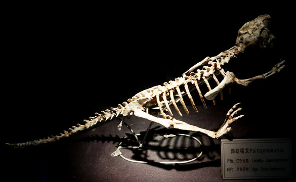 恐龙 化石 考古