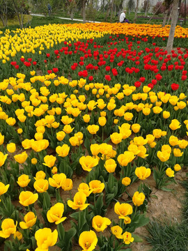 郁金香花海