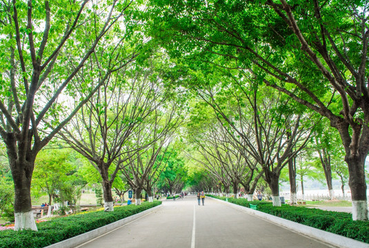 林荫道 树林小道 绿树林