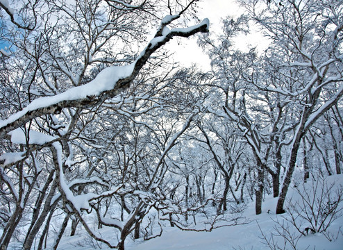 寒冬雪地