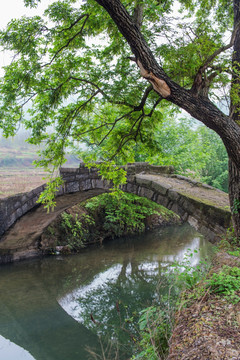 春天 绿树 小桥