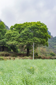 大树 一棵大树