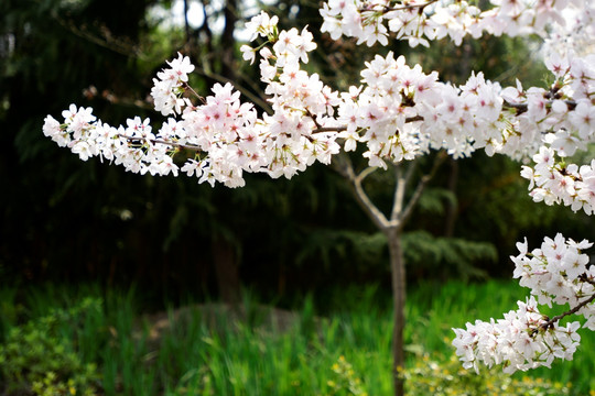 樱花