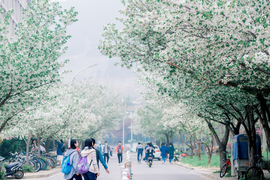 大学校园里的樱花