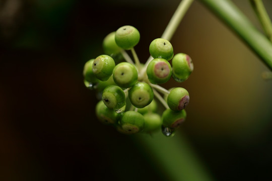 雨后的野果