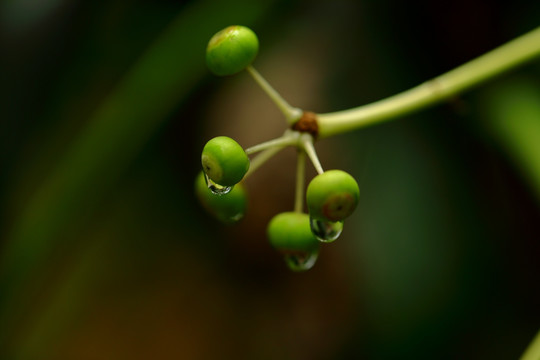 野果上的水珠