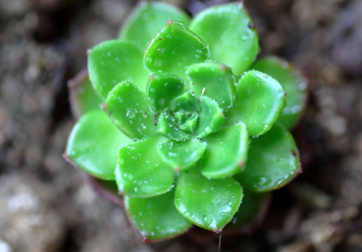 多肉植物高清实拍