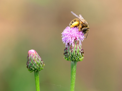 野花上的蜜蜂