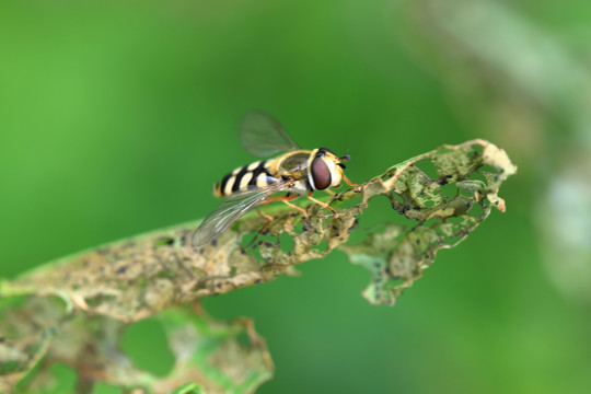 野蜂特写