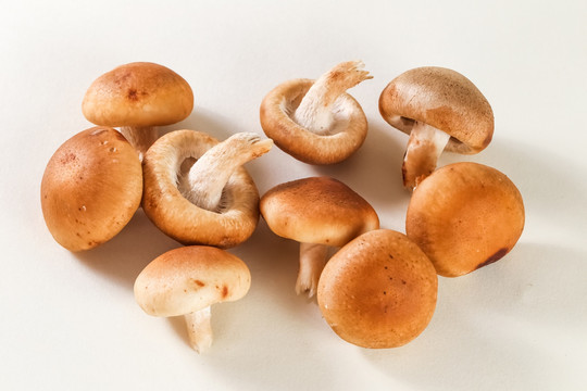 香菇 蘑菇