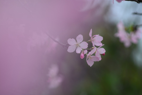 广州樱花