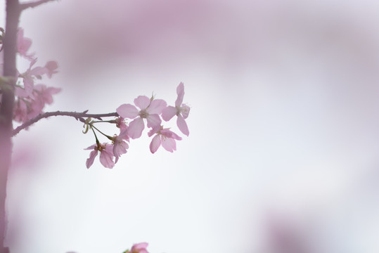 廣州櫻花