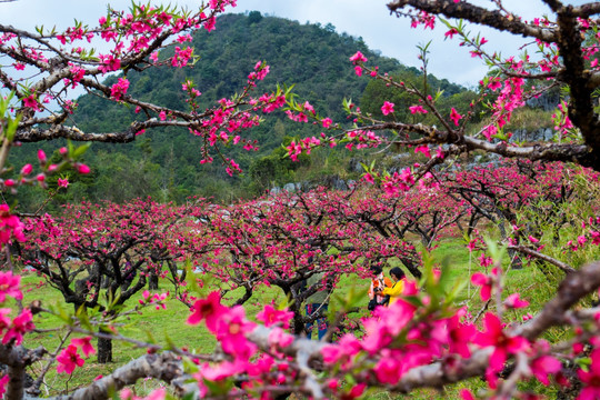 水墨桃花