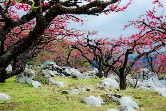 水墨桃花