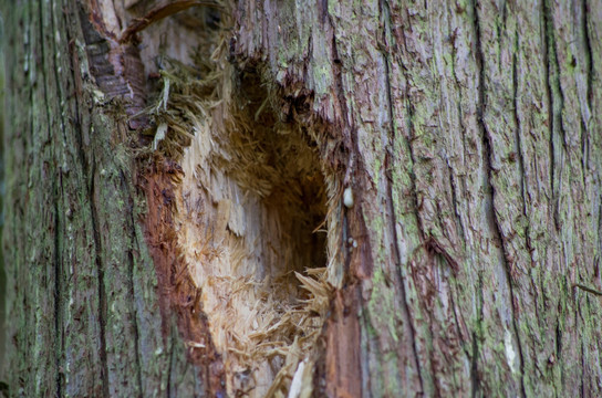 啄木鸟树洞
