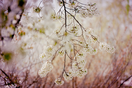 玉渊潭樱花