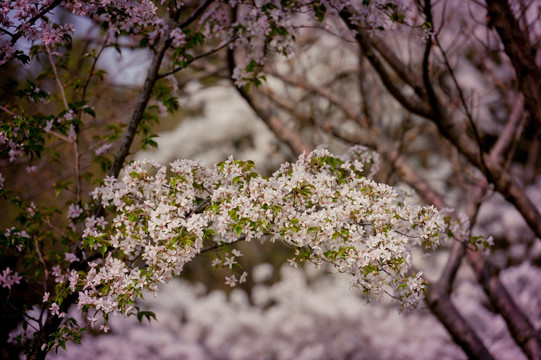 玉渊潭樱花