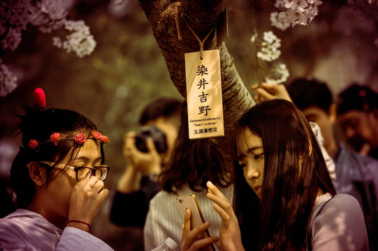 玉渊潭樱花