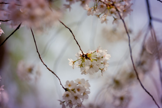 玉渊潭樱花