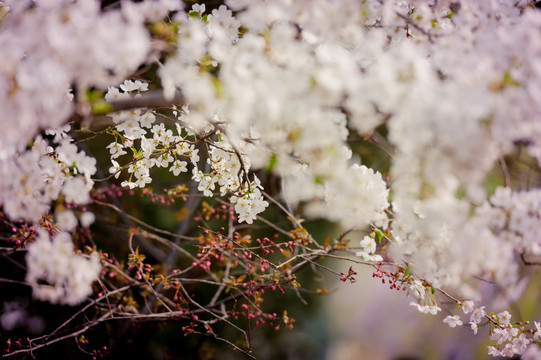 玉渊潭樱花