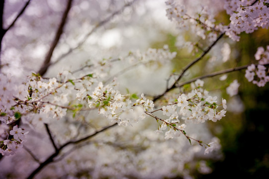 玉渊潭樱花