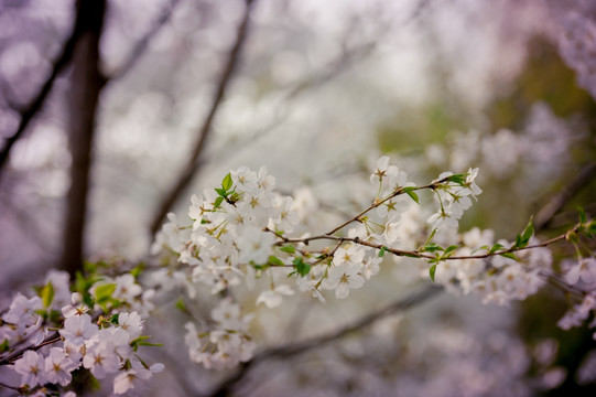 玉渊潭樱花