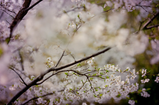 玉渊潭樱花