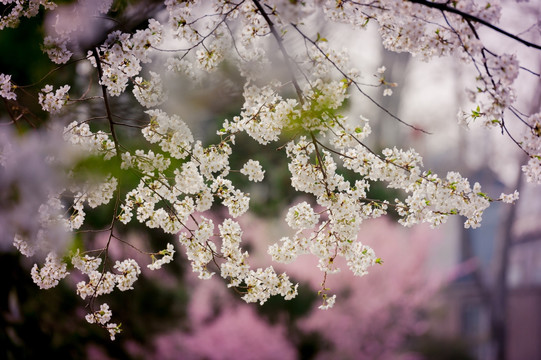 玉渊潭樱花