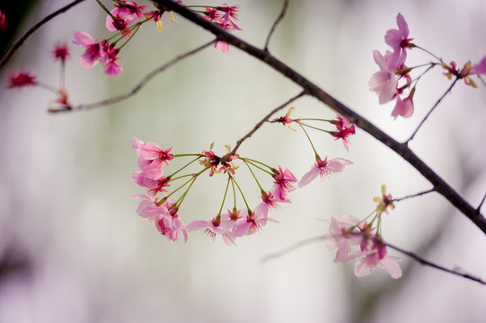 玉渊潭樱花