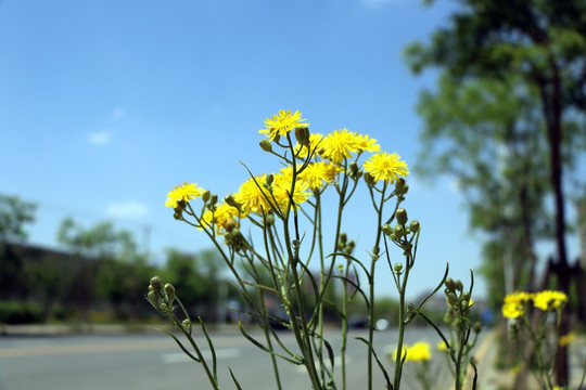 苣荬菜