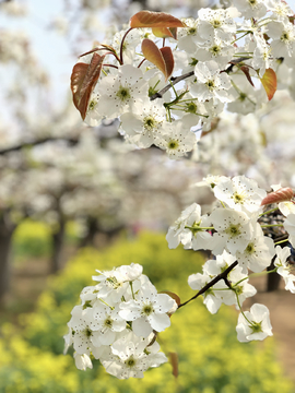 梨花梨树