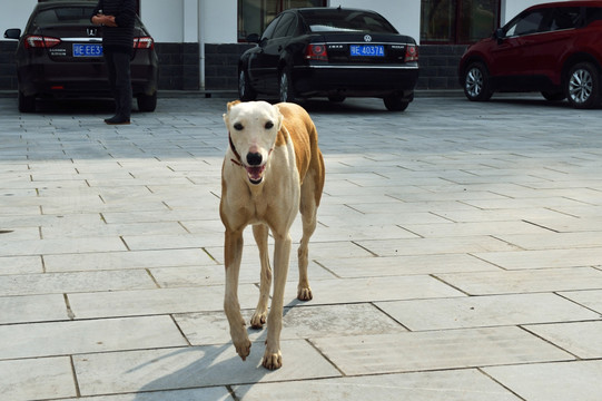 狗 牧羊犬