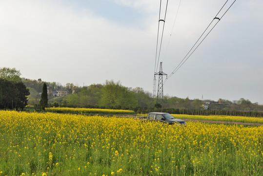 油菜花 美丽乡村