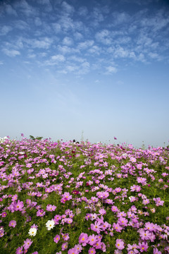 花圃